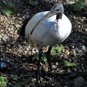 Sacred Ibis