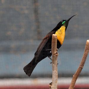 Scarlet chested sunbird male