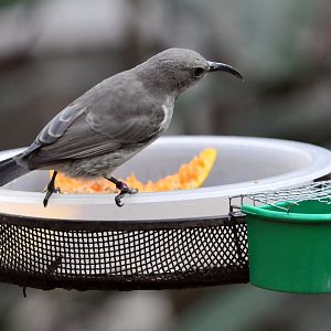 Scarlet chested sunbird female