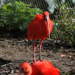 Scarlet Ibis