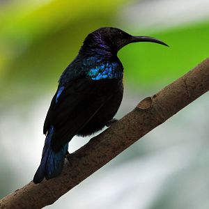 Splendid sunbird