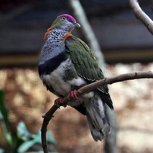Superb fruit dove
