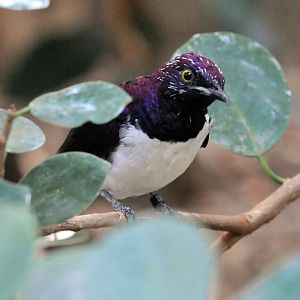 Violet backed starling male