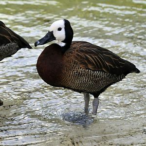White faced whistling duck