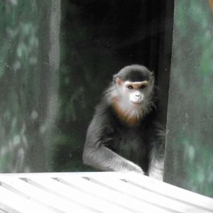 Red shanked douc langur Toi 2014