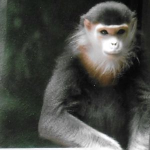 Red shanked douc langur Toi 2014