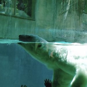 Coldilock the polar bear 2015