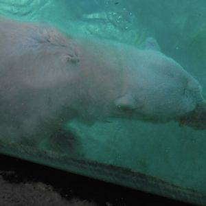 Coldilock the polar bear 2015