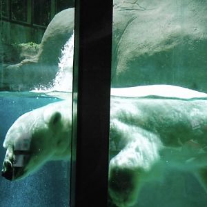 Coldilock the polar bear 2015