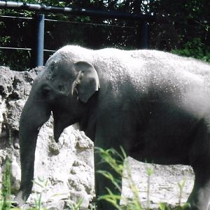 Asian elephant 2017