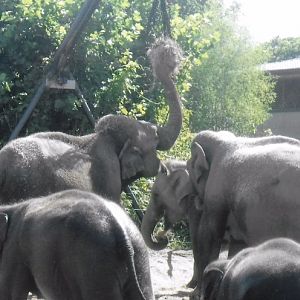Asian elephants 2017