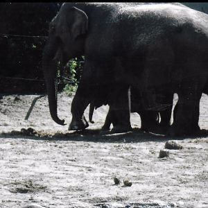 Asian elephants 2017