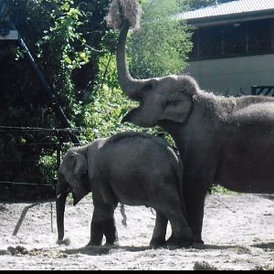 Asian elephants 2017