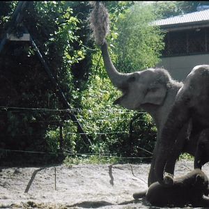 Asian elephants 2017