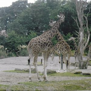 Rothschild giraffe 2017