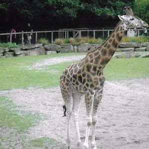 Rothschild giraffe 2017