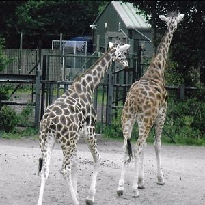 Rothschild giraffe 2017