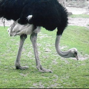 Ostrich 2017