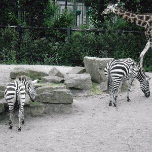 Zebras and giraffe 2017
