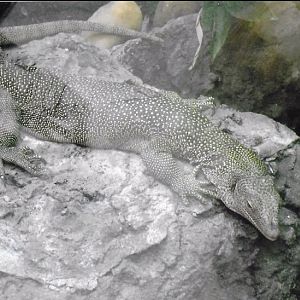 Mangrove monitor 2017