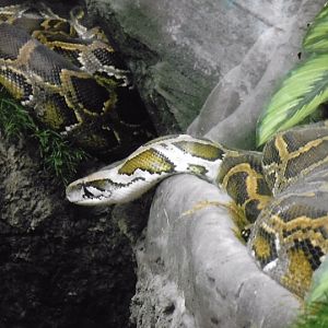 Burmese  python 2017