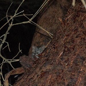 Agile Antechinus (Antechinus agilis)
