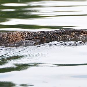 Water monitor