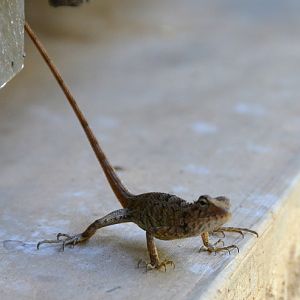 Lizard ID?