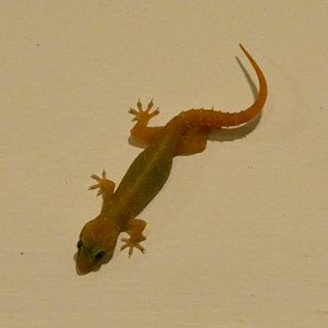 Gecko ID?