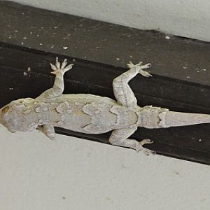 Gecko ID?