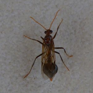 Insect  ID?