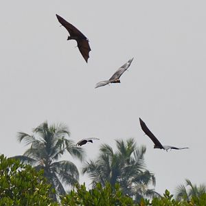 Fruit bats