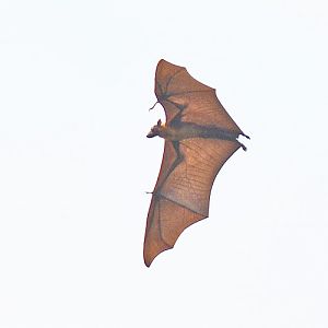 Fruit bat