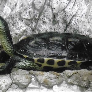 Can somebody identify