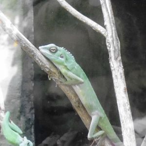 Can somebody identify