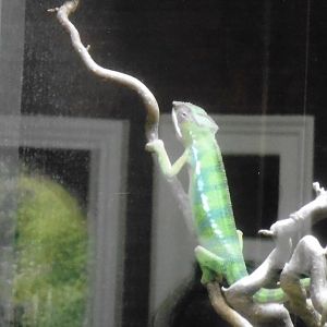 panther chameleon 2017