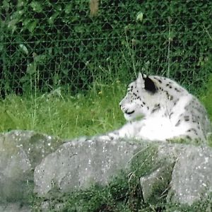 snow leopard