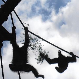 orangutan and siamang fighting over stick 2017