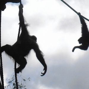 orangutan and siamang 2017