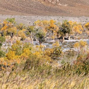 wild camel in its habitat