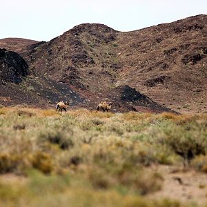 Two wild camels