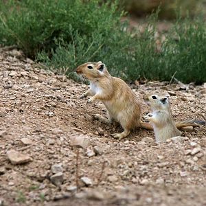 Great gerbils emerging from their burrow