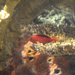 Flame Hawkfish