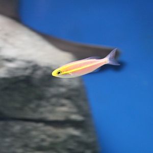 Double Threadfin Bream