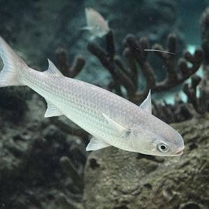 Striped Mullet