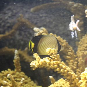 Indian Vagabond Butterflyfish