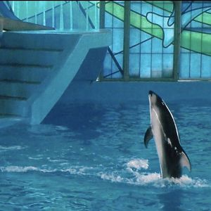 Pacific white sided dolphin 2010