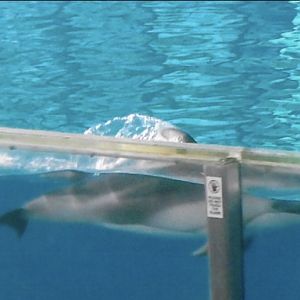 Pacific white sided dolphin 2010