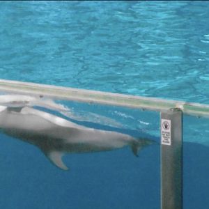 Pacific white sided dolphin 2010