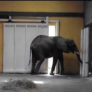 African elephant 2009